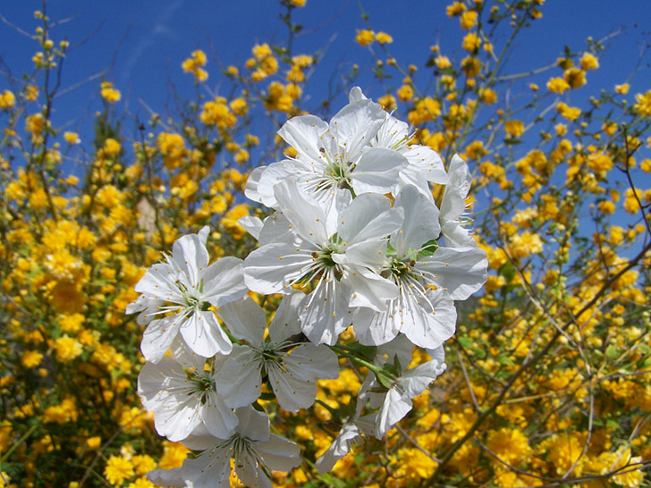 kwitnienia wiśniowe drzewo, biały kwiat, wiosna