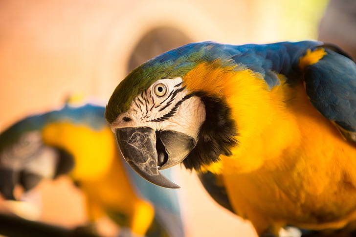 dier, vogel, Close-up, schattig, veren, Macaw, papegaai