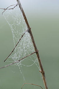 dew, morning, cobweb, spider, spring, nature, branch