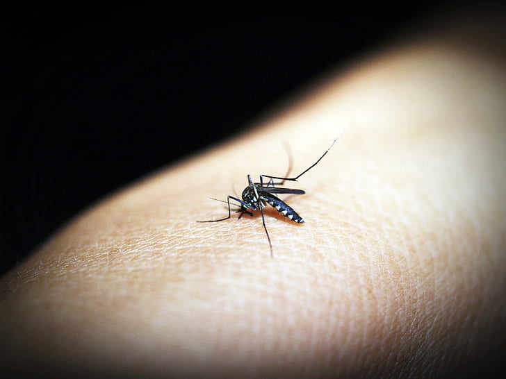zanzara, malaria, moscerino, morso, insetto, sangue, dolore