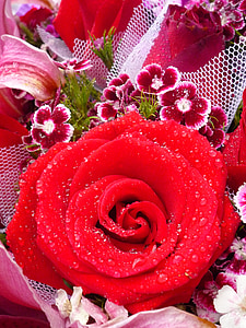 Rose, fleur, rose rouge, plante, bouquet, belle