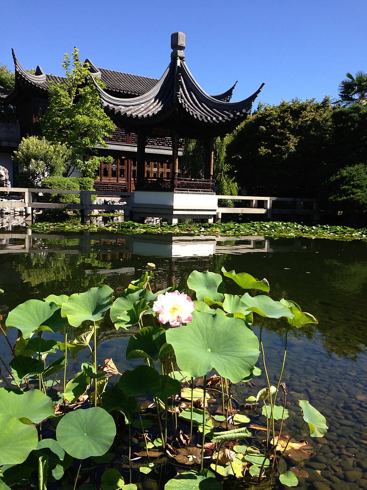 Tempel, Lotus, Zen, Becken, japanischer Garten, Asien, Grün
