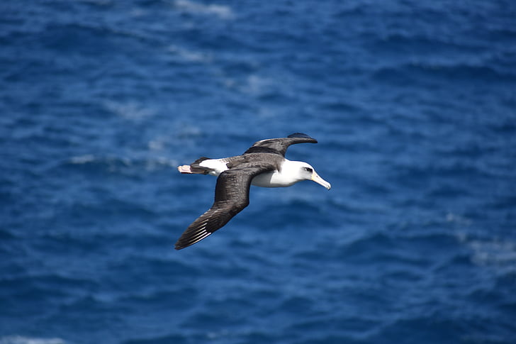 albatross, bird, birding, flying, nature, spread wings, animals in the wild