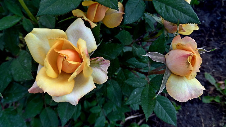 crème rose, bloemen, Bud, natuur, plant, blad, Petal