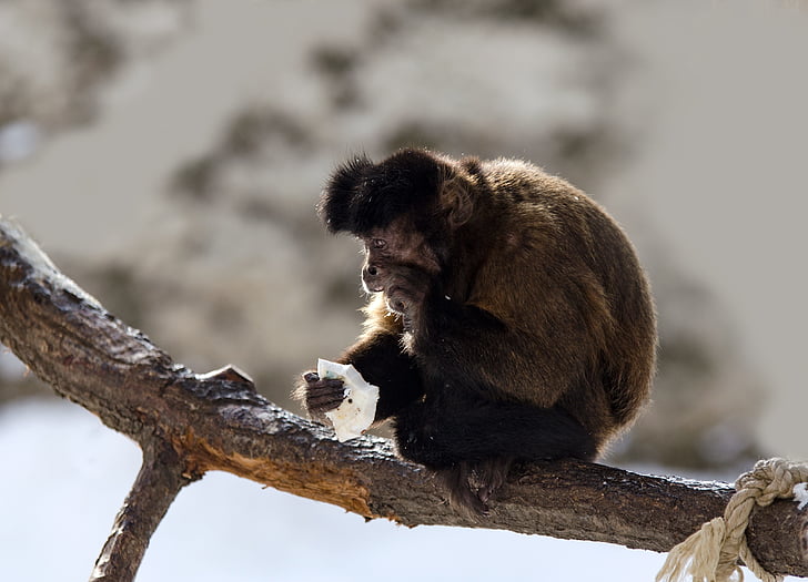 capuchin, monkey, capuchins, primate, zoo, eat, branch
