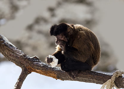 capuchino, mono, capuchinos, primate, Parque zoológico, comer, rama