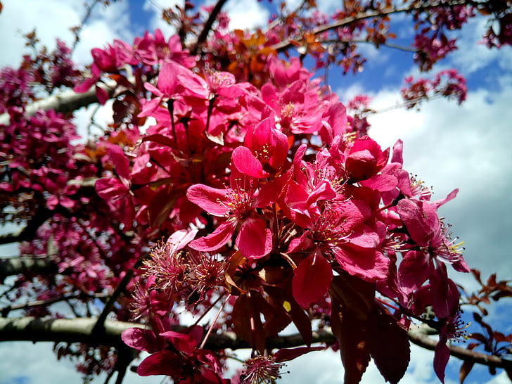 Prunus, pohon almond, bunga, musim semi, berbunga, Cantik, bunga