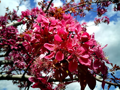 Prunus, mandľové stromy, kvety, jar, kvitnúce, krásny, kvet
