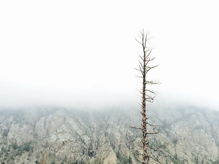 falaise, brouillard, paysage, brume, montagne, nature, arbre