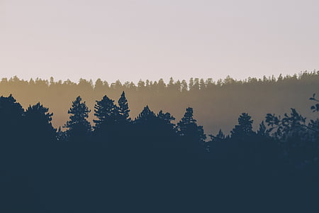 photography, trees, forest, tree, pines, silhouettes, evergreen
