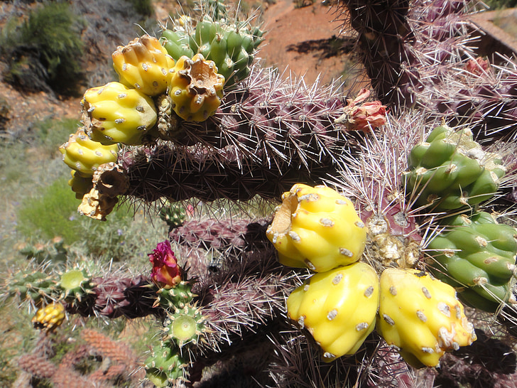 Arizona, cvet, kaktus, puščava, rastlin, Spike, Sharp
