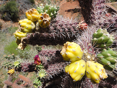 Arizona, flor, cactus, desert de, planta, espiga, agut