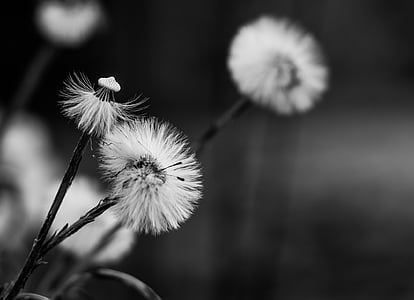 dandelion, flowers, seeds, nature, meadow, black and white, summer