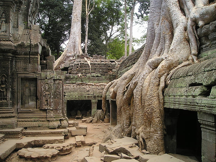 angkor, wat, cambodia, overgrown, jungle, temple, tree