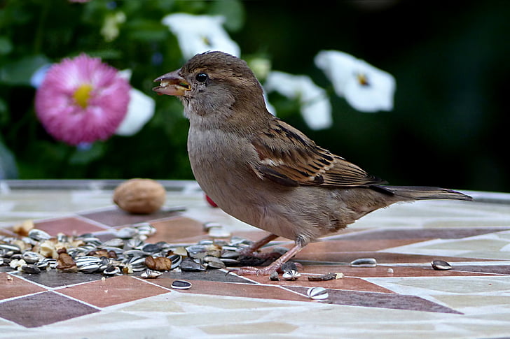 kuş, Serçe, Sperling, Passer domesticus, genç, yiyecek arama, Bahçe