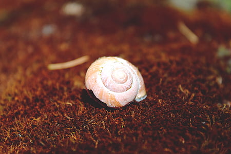 snail, shell, snail shell, mollusk, home, slowly, reptile