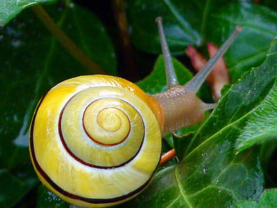snail, copse snail, shell, animal, spiral, nature, slimy