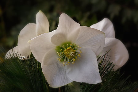 Christian roser, Advent, jul, blomst, PETAL, Blomsterkurv, hvid farve