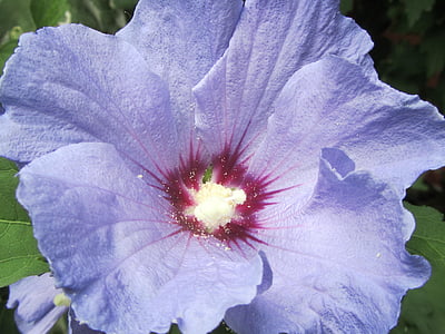 Hibiscus, Violeta, puķe, ziedlapas, makro, ziedu, ziedēšanas