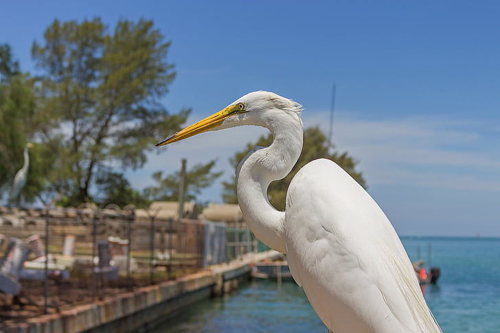 didysis baltasis garnys, Ardea alba, vandens paukščių, Florida, Meksikos įlanka