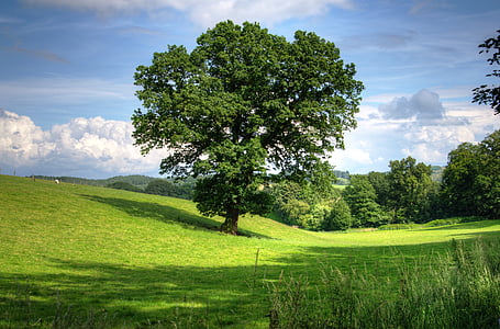 tree, oak, landscape, view, field, scenic, countryside