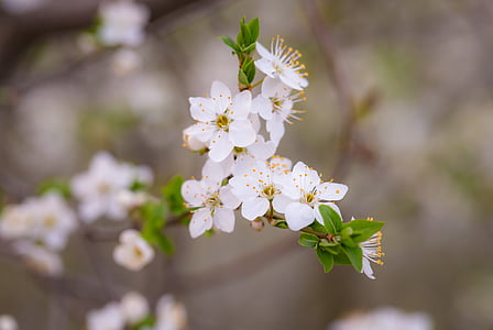 beautiful, blooming, blossom, blur, branch, bud, delicate