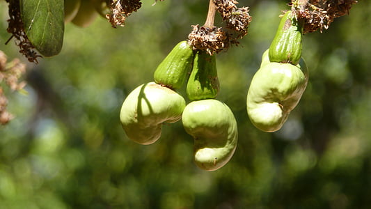Cashew-nötter, cashew träd, Koh phangan, Thailand