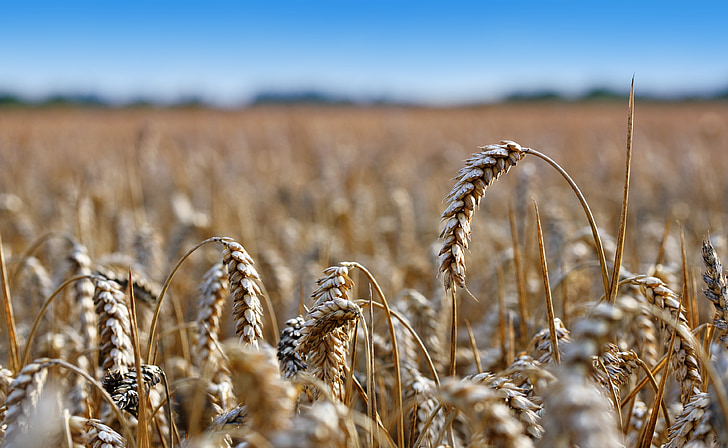 ladang gandum, telinga dari jagung, bidang, jagung, gandum, pertanian, sereal
