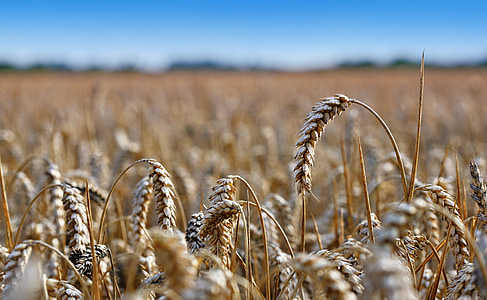 pšeničné pole, kukuřice, pole, kukuřice, pšenice, zemědělství, z obilovin