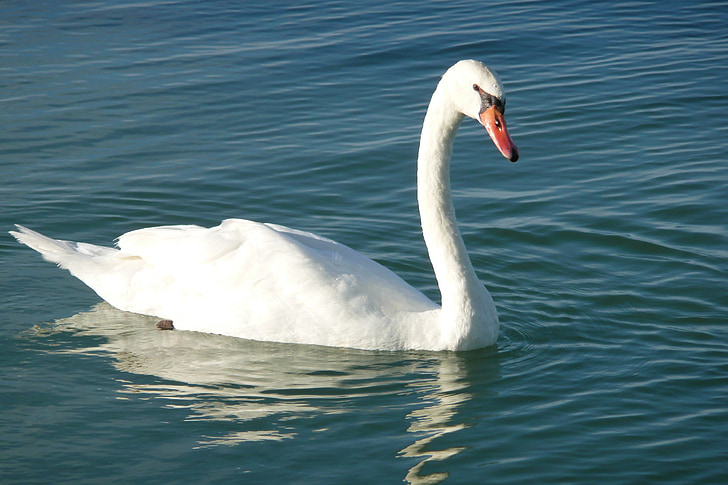 Swan, vták, vody, vodné vtáctvo