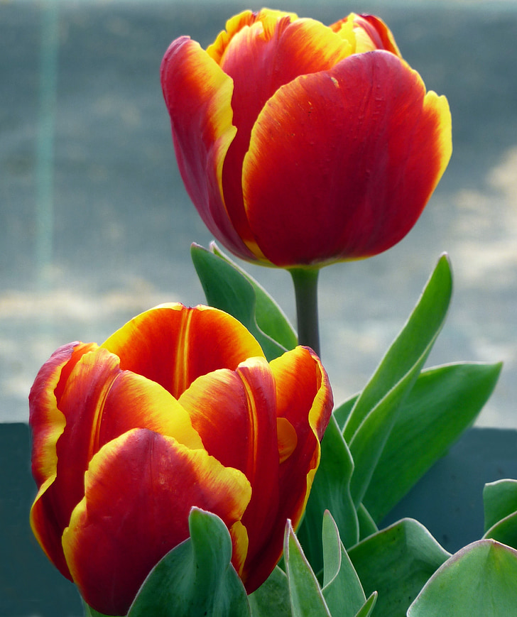 flor, Tulipa, primavera, vermell, groc