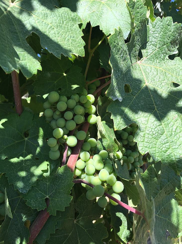 grožđa, polje, vino