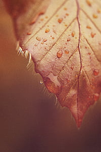 leaf, drip, drop of water, macro, rain, mood, raindrop