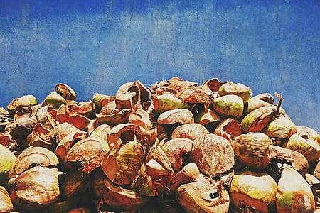 coconut, shells, material, blue, wall, empty, cut