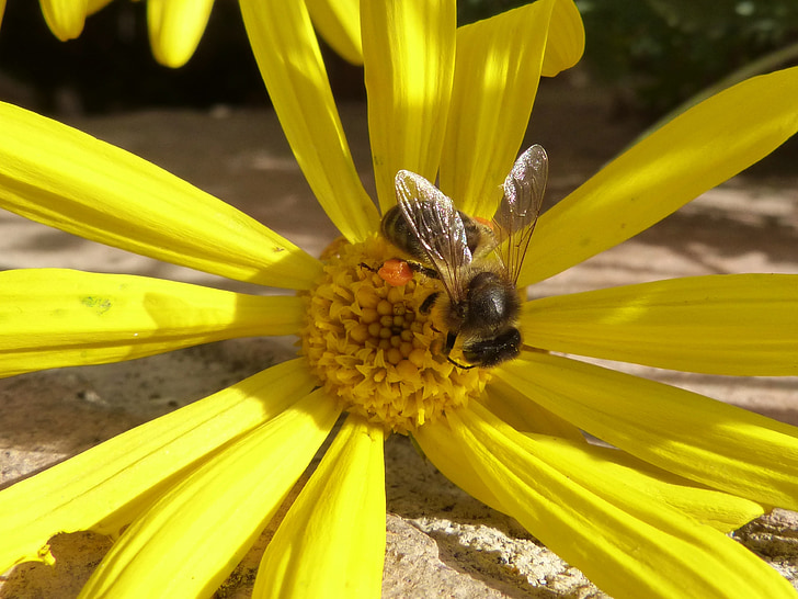 Bee, pollen, Libar, Daisy