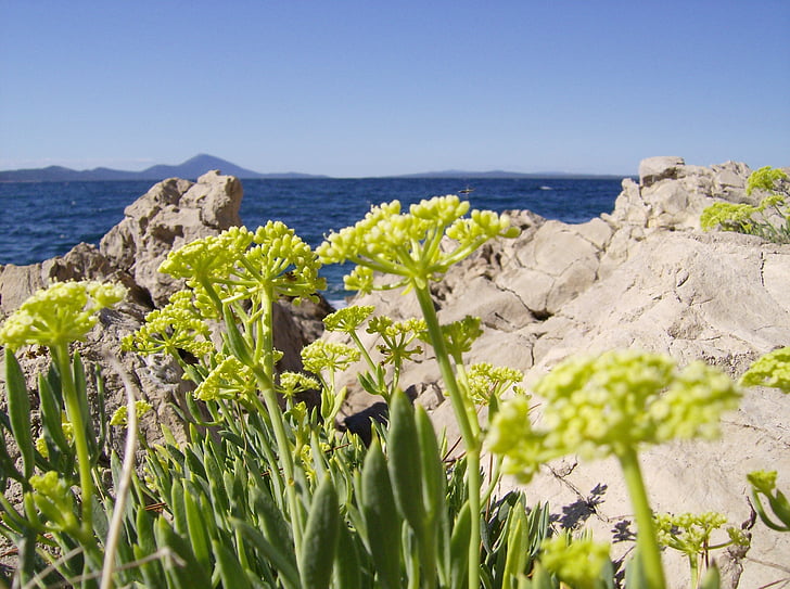 blommor, havet, Adriatiska havet, atmosfäriska, blå, vatten, sommar