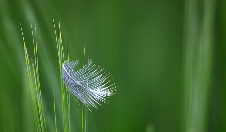 feather, corn, field