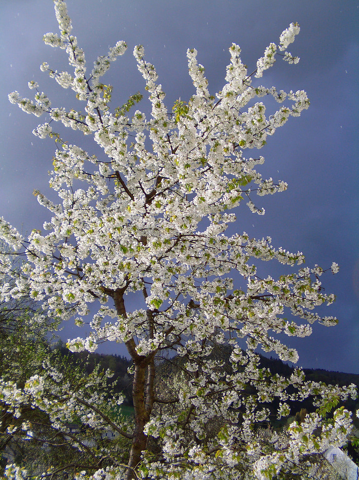 primavara, Cherry, floare de cires, floare alb