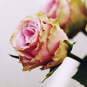 mawar, merah muda, bunga, Pink rose, Blossom, mekar, tanaman
