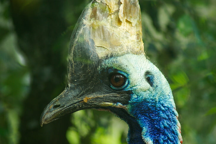 ocell, cassowary, casc, Indonèsia, paó, animal, vida silvestre
