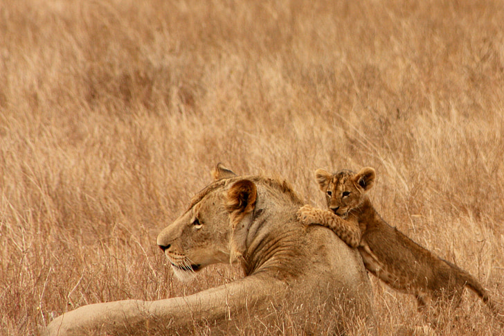 lev, otroka, živali, družina, divje, sesalec, Safari