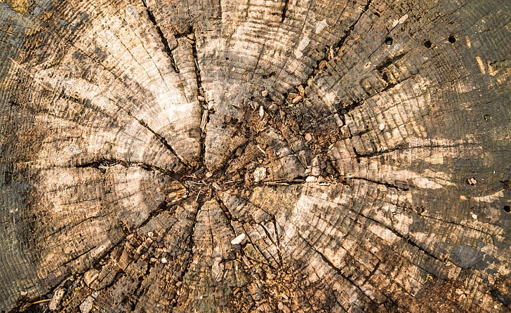legno, Registro, trama, struttura in legno, ceppo di albero, anelli annuali, foresta