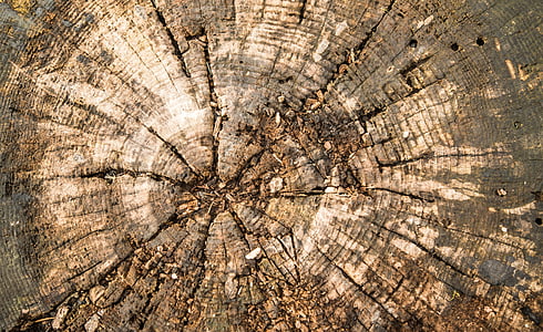 madeira, log de, textura, estrutura de madeira, tronco de árvore, anéis anuais, floresta