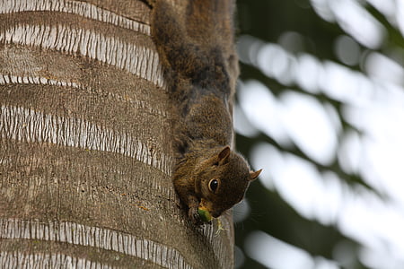 squirrel, wild, food, in the tree, looking, animal, nature