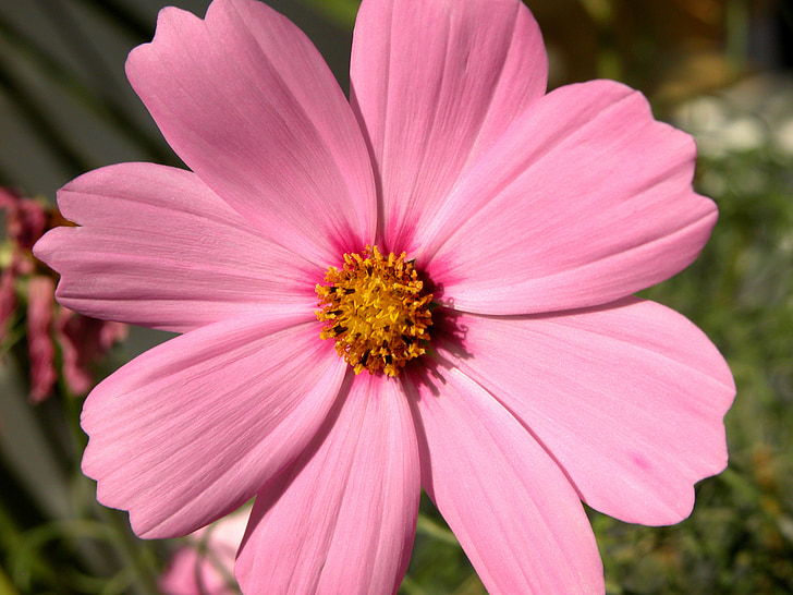 cosmos flower, flower, pink, nature, spring, floral, plant