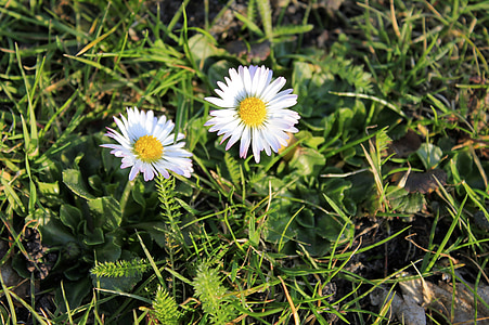 Daisy, fleur, herbe, fleur sauvage, fleur pointue, printemps, nature
