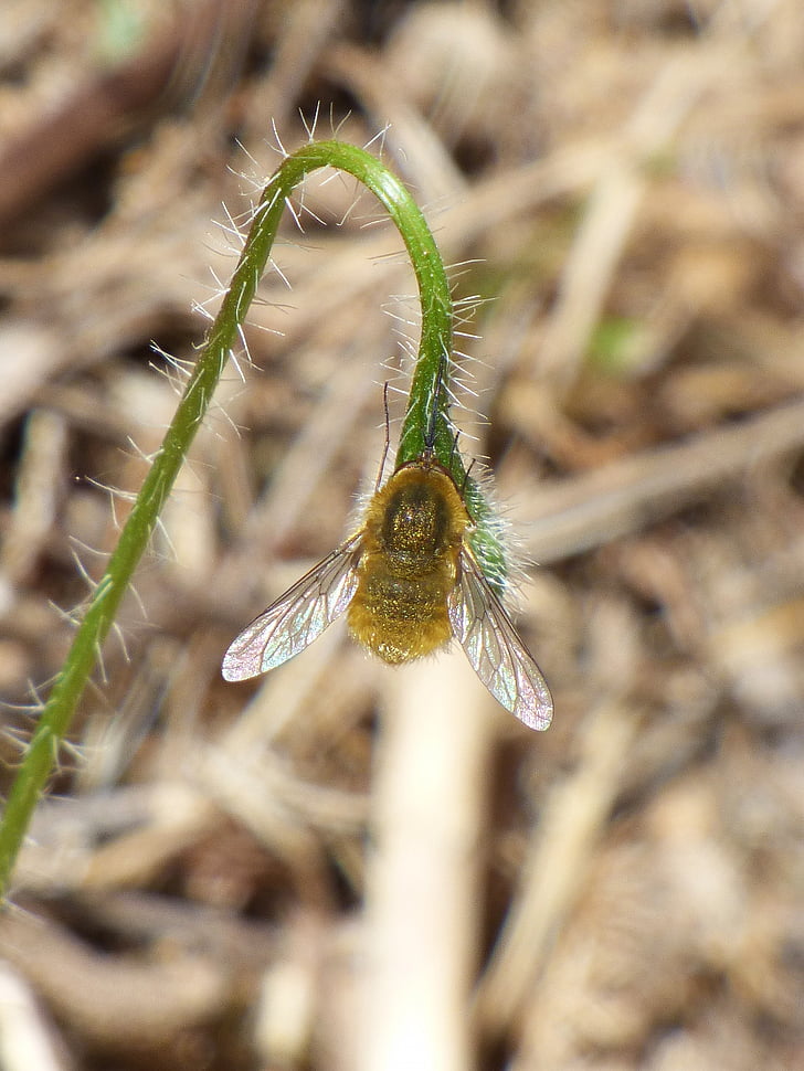 Wasp, Bombus, humla, humla gul, pollinering