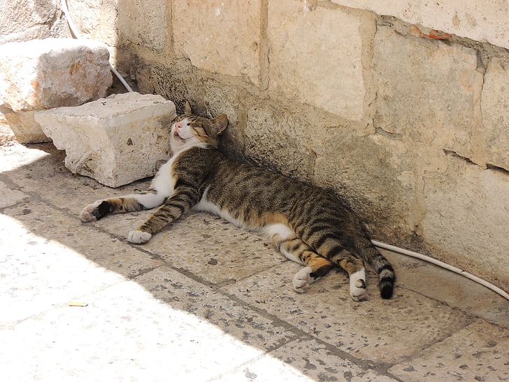 Croácia, Dubrovnik, cidade, gato, sono, são, descanso