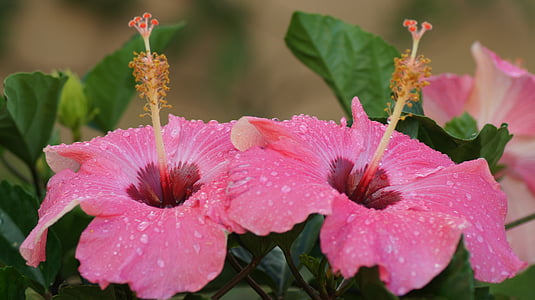 Hibiscus, kukka, Tor, Tropical, kasvi, vaaleanpunainen, Puutarha