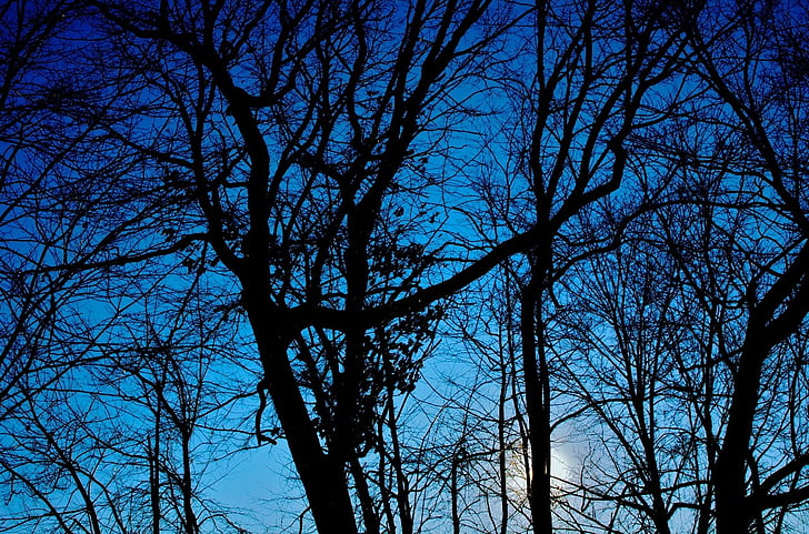hiver, arbres, silhouette, coucher de soleil, bleu, noir, cool
